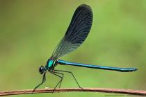 Gebaenderte Prachtlibelle